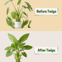 Twigs GA - Original Plant Support Stakes for Plants - 22" L,