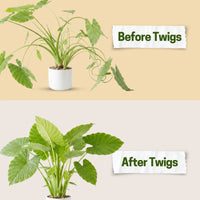 Twigs GA - Mini Plant Support Stakes for Small Plants -10 Pack, 12" L