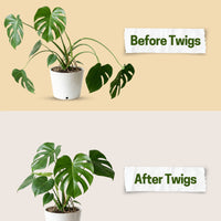 Twigs GA - Mini Plant Support Stakes for Small Plants -10 Pack, 12" L