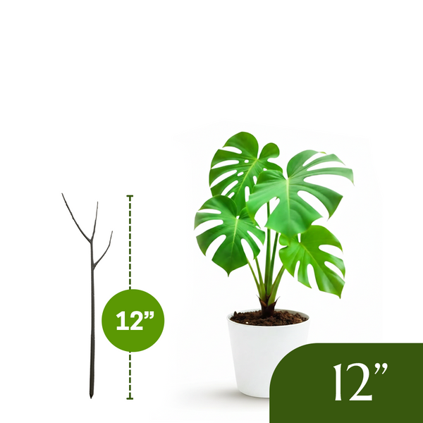 Twigs GA - Mini Plant Support Stakes for Small Plants -10 Pack, 12" L