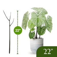 Twigs GA - Original Plant Support Stakes for Plants - 22" L,